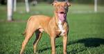 American Pit Bull Terrier - Pit Bull Information