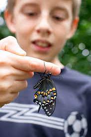 How To Raise Butterflies - Fireflies And Mud Pies