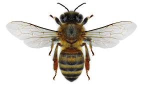 Image result for Macaranga mellifera