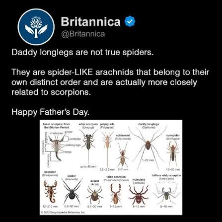 True daddy longlegs also lack venom completely, so there's another myth  busted.