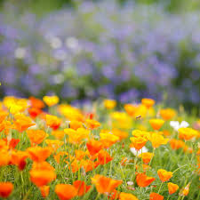 My experience has been, however, that they never grow where i seed them. California Poppy Seeds Orange Flower Seeds In Packets Bulk Eden Brothers