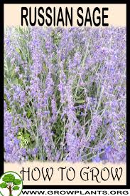 Perovskia atriplicifolia is a fantastic addition to a herbaceous border or gravel garden, growing alongside. Russian Sage How To Grow Care