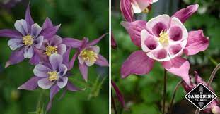 Careful deadheading is what prolongs the season in the rose garden until frost. How To Grow Columbine Flower Gardening Channel