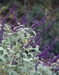 Well you're in luck, because here they come. Pin On In The Garden
