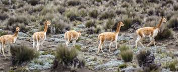 Choose ecuador as your holiday destination! Luxusrundreise Ecuador 8 Tage Kompakt Luxury Circle