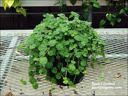 Image result for Pilea rivularis