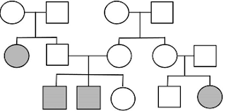 #400302 kids pedigree worksheet genetics pedigree worksheet awesome pics. Pedigree Practice Ap Biology