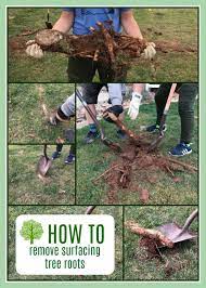 Some trees respond to cut roots or other damage by sending up new suckers from the root system. How To Remove Surfacing Tree Roots All Things Thrifty