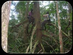 Image result for Syzygium rowlandii