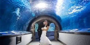 Maybe you would like to learn more about one of these? Newport Aquarium Venue Newport Get Your Price Estimate