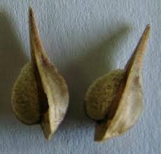 Image result for Barleria lugardii