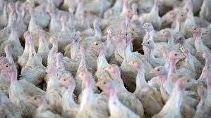 Der landkreis nürnberger land verstärkt die maßnahmen zum schutz vor der geflügelpest. Ministerium Besorgt Geflugelpest Breitet Sich Weiter Aus Ndr De Nachrichten Niedersachsen Studio Oldenburg