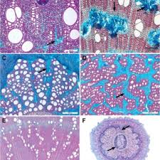 Image result for Secamone stuhlmannii