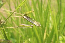 Image result for Psophocarpus scandens