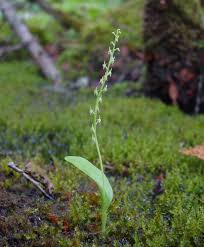 Image result for Malaxis