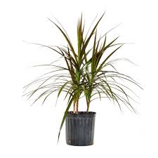 Image result for Dracaena afromontana