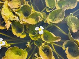 Image result for Ottelia ulvifolia