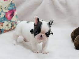 Beautiful Jordan Mini French Bulldog Puppy For Sale Cute French Bulldog Baby French Bulldog Bulldog Puppies