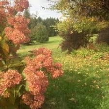 Gli arbusti a nove corteccia sono disponibili in molte varietà con una vasta gamma di colori, dimensioni e consistenza. Plants To Compliment Ninebarks