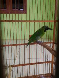 Suaranya merdu, nyaring dan keras. Index Of Wp Content Uploads 2016 10
