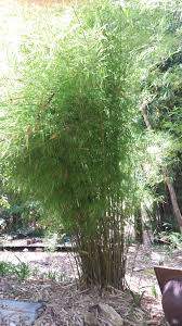 Because of the soft foliage and lateral branches malay dwarf variegated is a popular choice for child care centres and schools. Best Hedging Small Garden Bamboo The Bello Bamboo Company