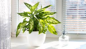 Image result for beautiful dieffenbachia