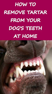 Brush your dog's teeth on a daily or weekly basis. 3 Ways To Remove Tartar From Your Dog S Teeth At Home Dog Teeth Dog Teeth Cleaning Remove Tartar