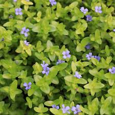 Image result for Hyparrhenia madaropoda