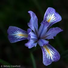 Image result for Wild Rose 1999 Tiburon