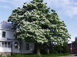 Image result for Catalpa