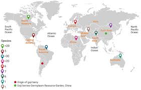 Image result for Lycium pilifolium