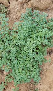 Image result for Coldenia procumbens
