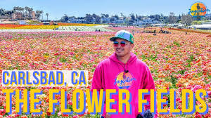 Maybe you would like to learn more about one of these? The Flower Fields At Carlsbad Ranch Everything You Need To Know Before Your Visit Youtube