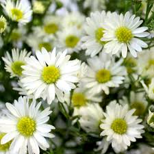 ?????????????????????? picture of aster flowers