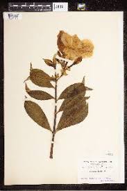 Image result for Alafia zambesiaca