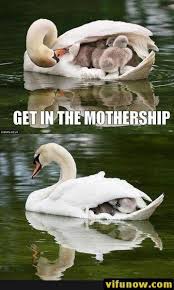 Random Funny Pictures 30 Pics Funnymemes Funnypictures Humor Funnytexts Funnyquotes Funnyanimals Funny Lol Haha Cute Animals Animals Funny Animals