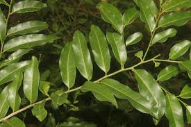 Image result for Putranjivaceae