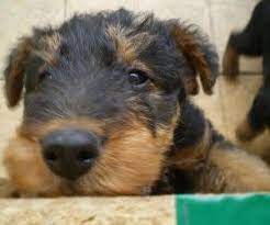 Baby Airedale Terrier Wallpaper Terrier Dog Breeds Airedale Puppy Airedale Terrier