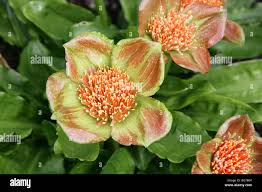 Image result for Scadoxus membranaceus