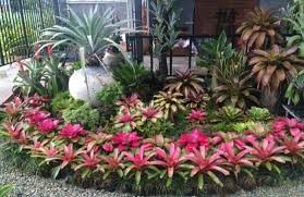 Homimu Com Nbsphomimu Resources And Information Front Yard Landscaping Design Tropical Landscaping Tropical Landscape Design