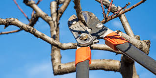 Image result for pruning plum trees