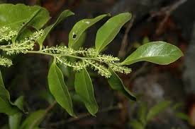 Image result for Opilia amentacea