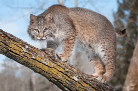 The clouded leopard is a secretive jungle cat. Big Cat That Looks Like A Bobcat Novocom Top