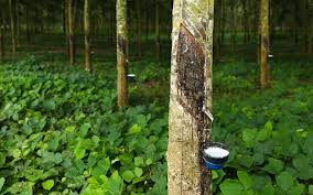 Check spelling or type a new query. Para Rubber Tree Bridgestone