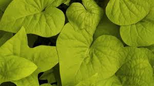 These wasps tend to come directly to my potatoes and create lots of holes on the leaves. Your Garden Will Be Thankful For Sweet Potato Vines