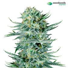 The most beautiful pictures of marijuana plants; Blue Dream Autoflower Seeds Wse Delivery Guaranteed