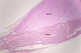 These are striated muscles that are voluntary and move with the direction from the somatic nervous system. Tendon Slide Wsu 1 041