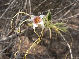 Image result for Strophanthus kombe
