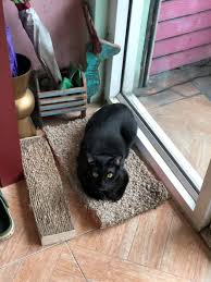 Onlyforyoucloset Adli Kullanicinin Cat Panosundaki Pin