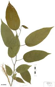 Image result for Indigofera ormocarpoides